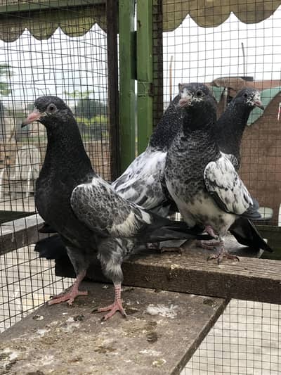 Teddy Bchy Pure Quality