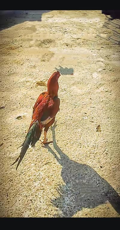 aseel sindhi patha or mianwali aseel pair or aseel reza patha