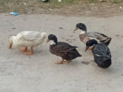 Ducks For Sale in Lahore