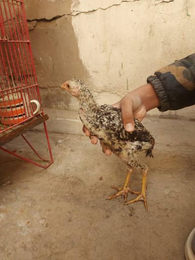 aseel pathy for sale