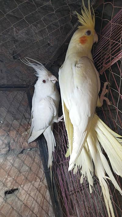 breader cocktail pair