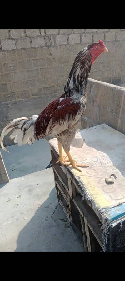 ya pura pair ha murga murgie Ka mushqi madiii ha khaki murga ha