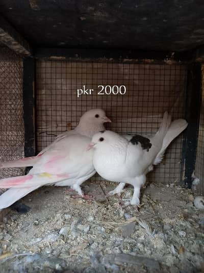 Pigeons for sale