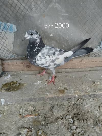 Pigeons for sale