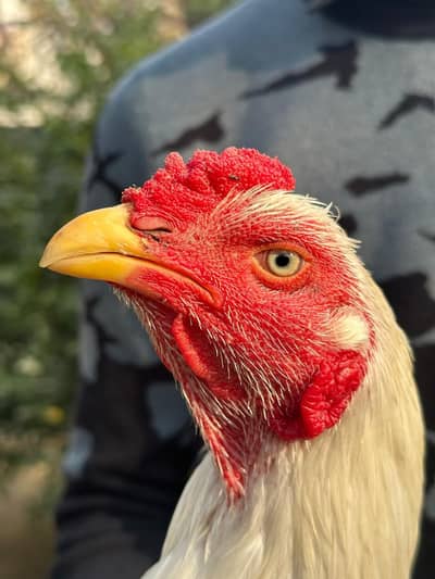 Quality Heera Aseel Murga