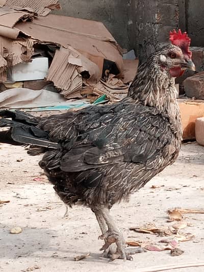 Golden Misri Hen for Sale in Shaheen Town Phase 1