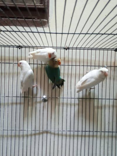 Lovebirdsfor Sale in Shaheen Town Phase 1