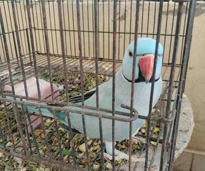 blue ringneck breeder pair