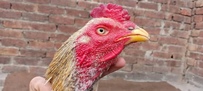 High quality janwar ha band gadi long highted