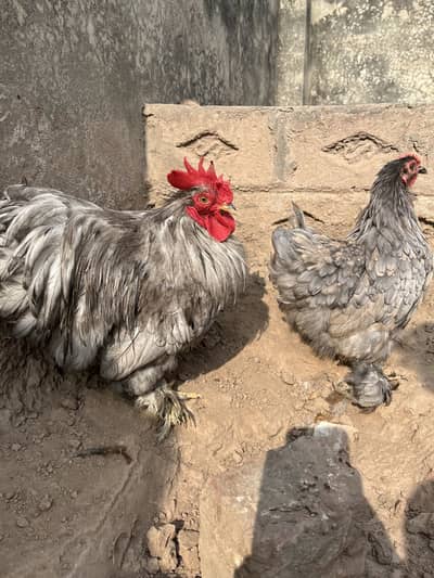 Bantam breeders