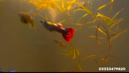 for price come WhatsApp number and details in description