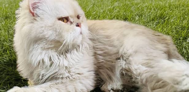 Persian Punch Face Male Cat for Sale
