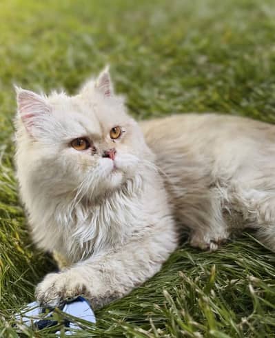 Persian Punch Face Male Cat for Sale