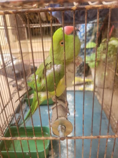 ringneck mithu semi hand tame