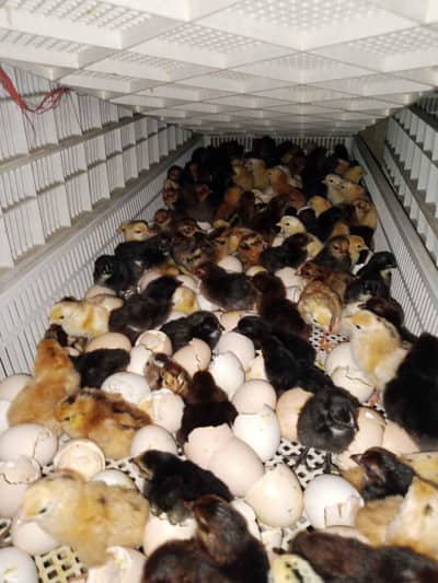 Day old sliver golden chick's/ eggs laying hens |Chicks /pathy pathiya