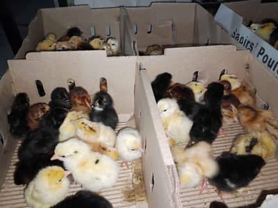Day old/Brolier/golden chick's/ eggs laying hens |/pathy pathiya