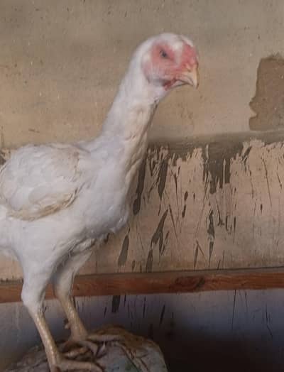 Triple body long height, High Class Pure Heera Female age 1 year
