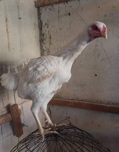 Triple body long height, High Class Pure Heera Female age 1 year