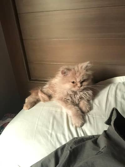 Triple coat pure breed