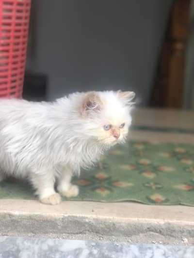 Triple coat pure breed