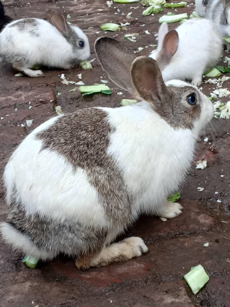 Rabbits 3