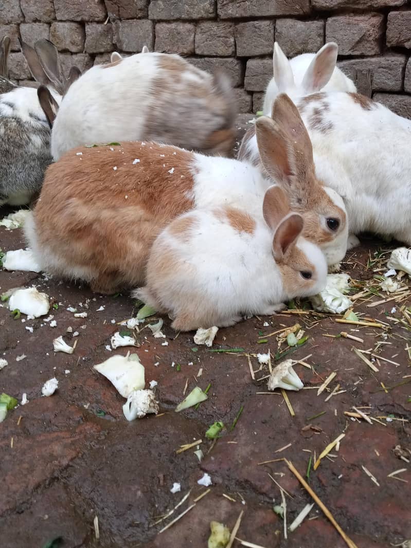 Rabbits 4