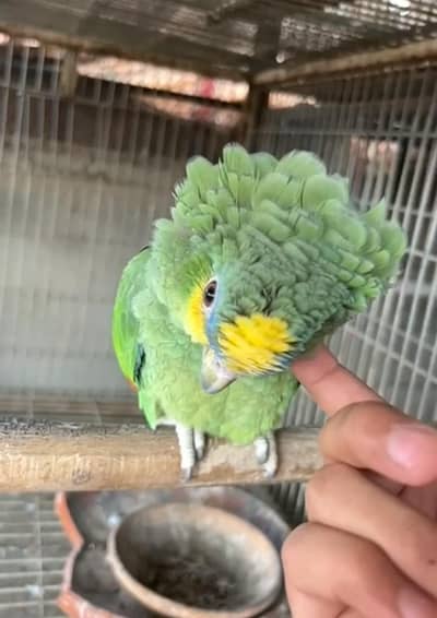 amazon tamed talkative baby 03156376925