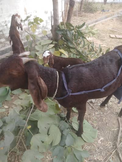 Bakri with 2 female kids