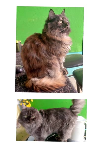 Male/female Russian Cat for sale 0302-3338042