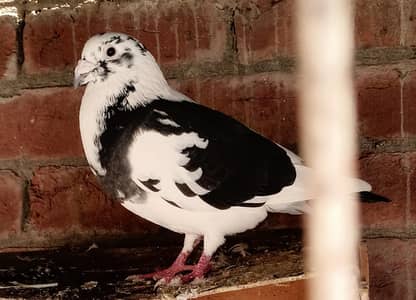 German beauty pigeon