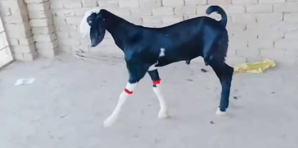 beetle Bakra for urgent sale WhatsApp 0318,4661884