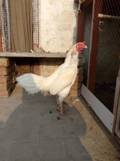 aseel heera male breader for sale