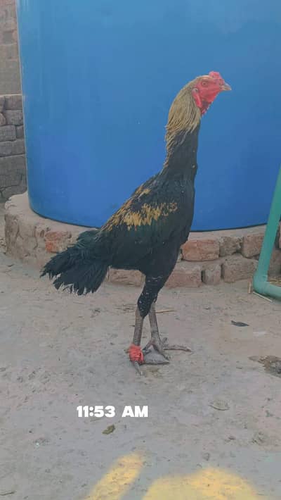 aseel thai male for sale 03364142764