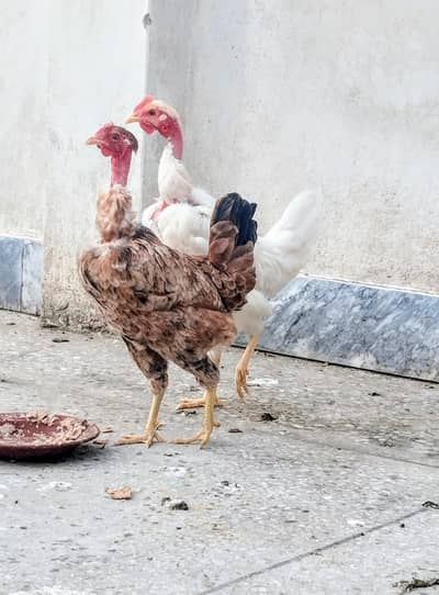 4 Golden Misri Murghiyan | Naangi Murghiyan