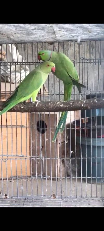 top quality green pair for sale