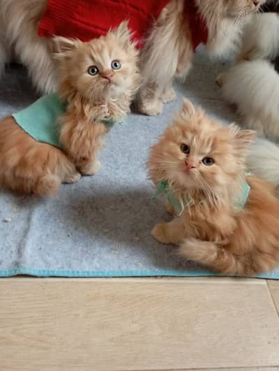 Persian kittens | Tripple coat | Punch face | piki | Fluffy | Cute cat