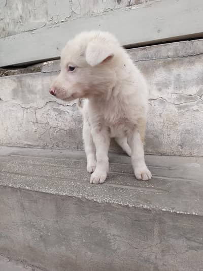 pink nose Russian pair