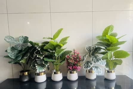 Plants