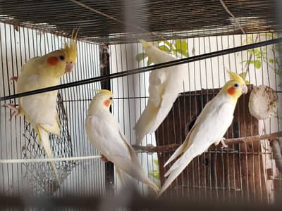 Cream and Eno cocktail pairs