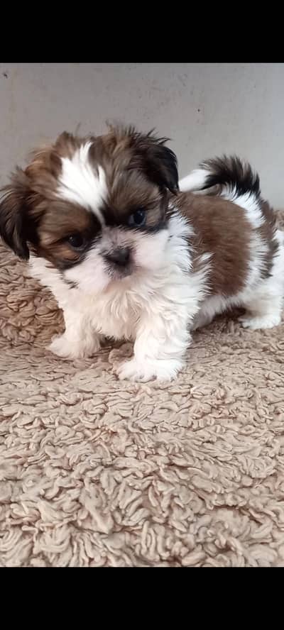 Shihtzu puppy/shihtzu female puppy/shihtzu baby/puppy/shihtzu