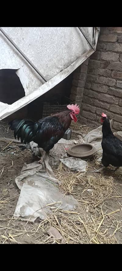 Misri goldan  Aoustarlop pair n 2 pathiyan