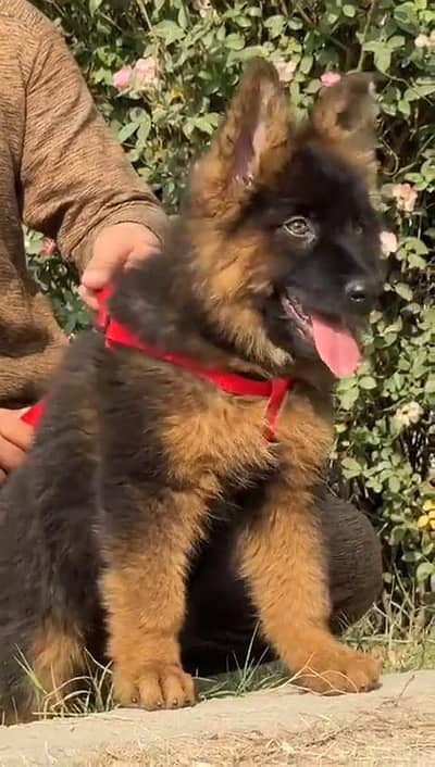 German shepherd puppies  my WhatsApp number 03245285207