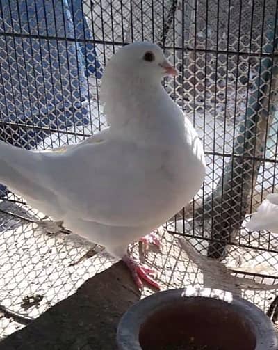 fancy breed for new shelter