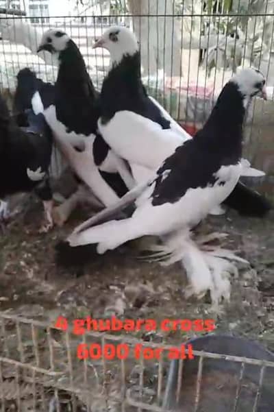 fancy breed for new shelter