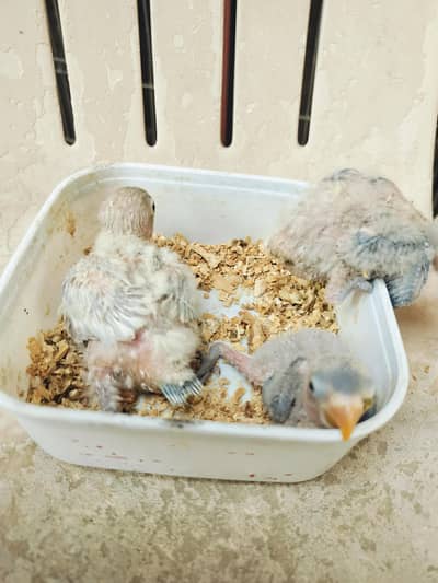 lovbird chiks