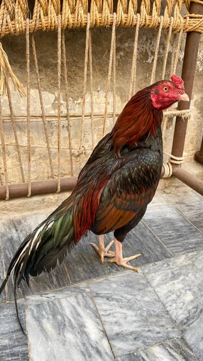 aseel mianwali lakha