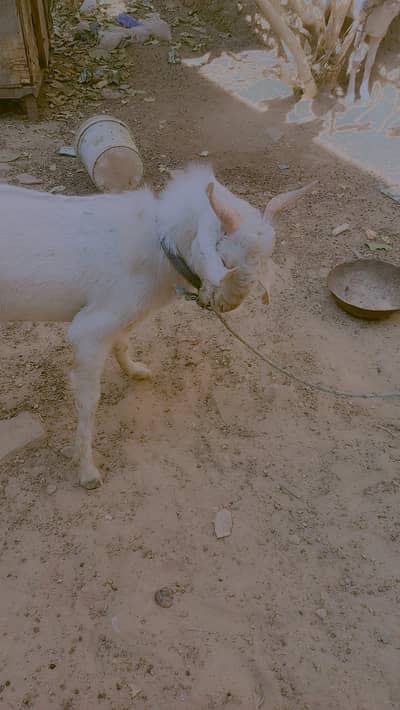 TEDDY BAKRA 11 MONTH