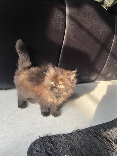 Persian kitten for sale