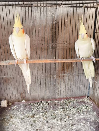 cocktail breeder pair