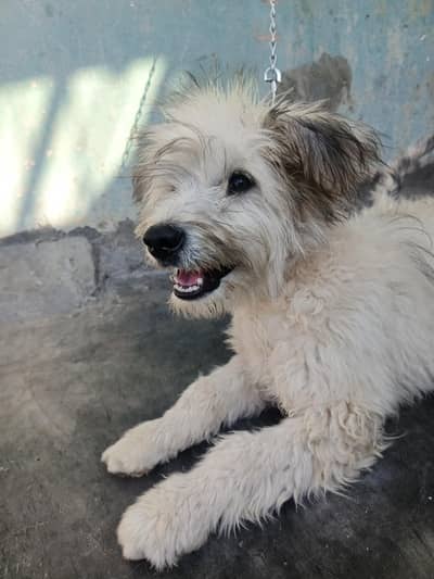 chito dog imported 5month age